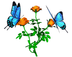 butterfly-0214-91.gif