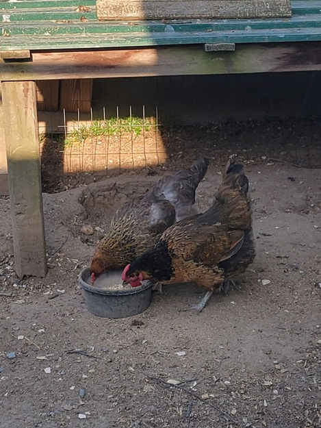 Chickens eating