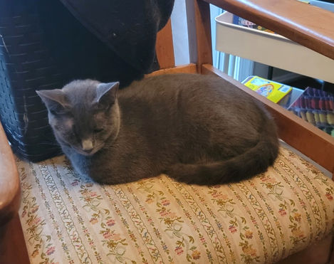a gray cat sleeping in chair