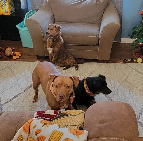 three dogs chilling inside