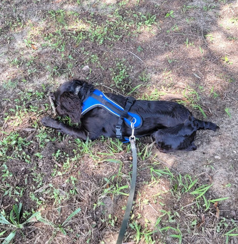 brown dog in the grass