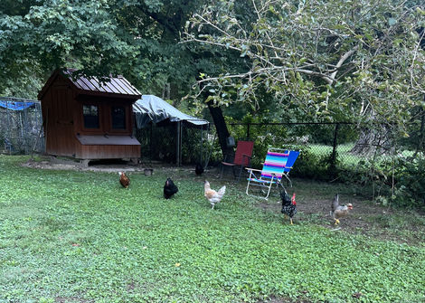 chickens around the yard