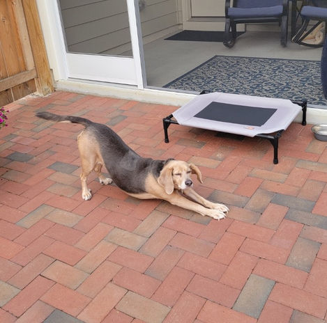 a dog stretching