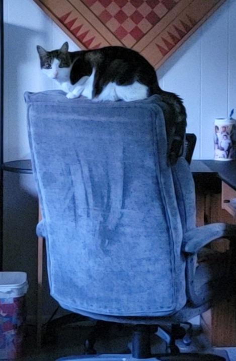 cat sitting on top of chair