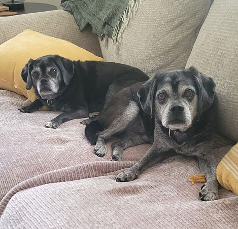 two black puggles laying down