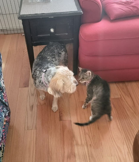 Lola_Boots_Kitty_MSAHS