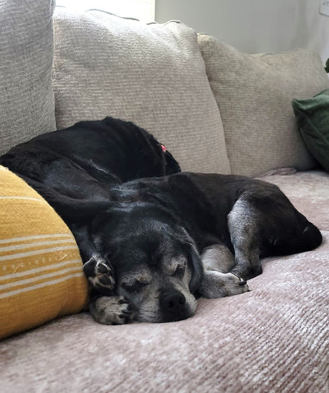 two black puggles sleeping
