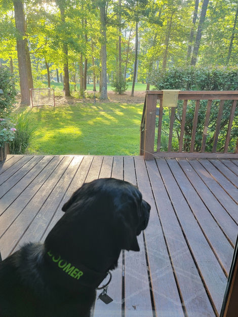 black labrador looking out window
