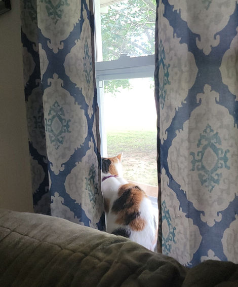 cat in the window