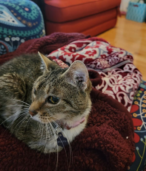 Lola_Boots_Kitty_MSAHS