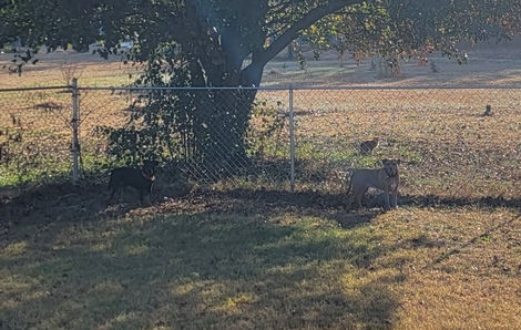 four dogs staring at petsitter