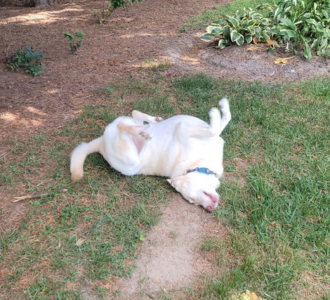 dog rolling on ground