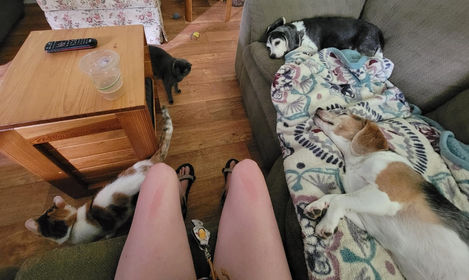 the cat and dog crew lounging