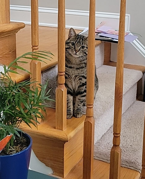 a cat looking through staircase