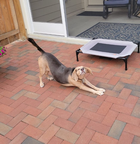 dog stretching