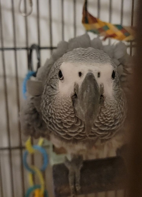 African gray parrot looking at camera