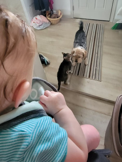 Lola_Boots_Kitty_MSAHS