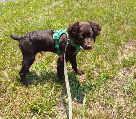 brown dog standing in yard