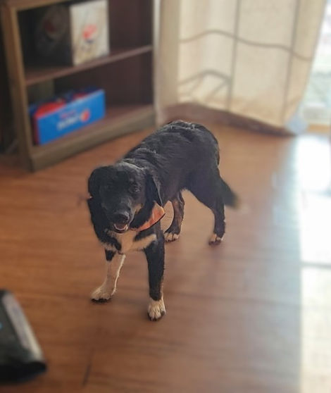 black dog waiting by door