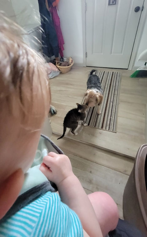 Lola_Boots_Kitty_MSAHS