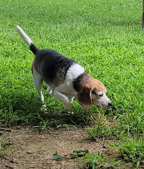 beagle walking