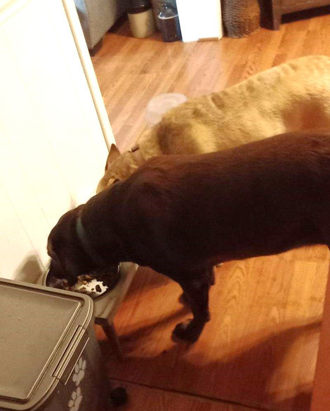 gizmo_sadie_koda_MSAHS