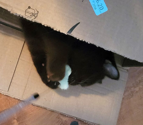 dumbledore_fudgie_smudgie_MSAHS