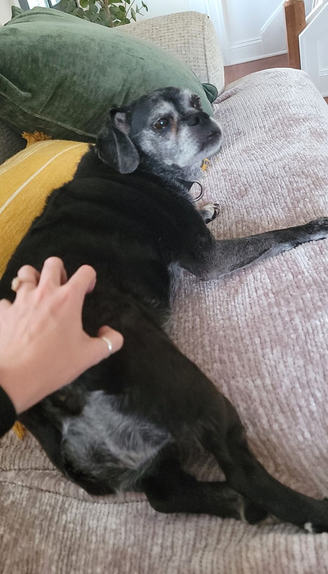 black puggle getting a butt scratch