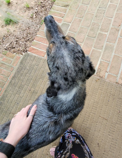 dogs getting pet on back