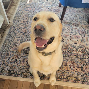labrador sitting nicely