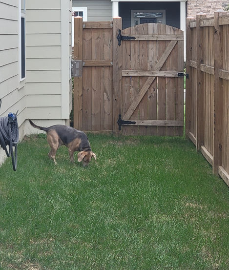 dog roaming the yard