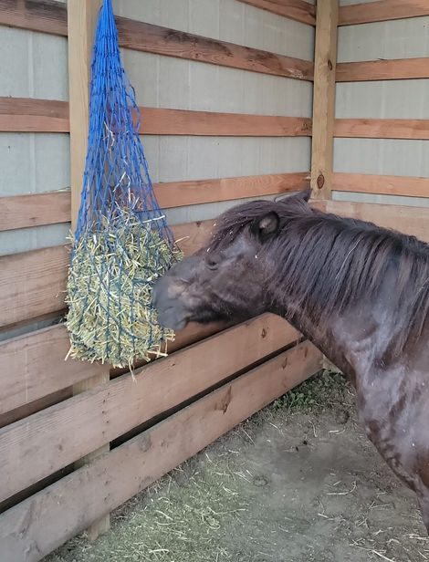 black pony eating hay