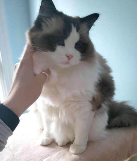 Dumbledore, Fudgie, Smudgie