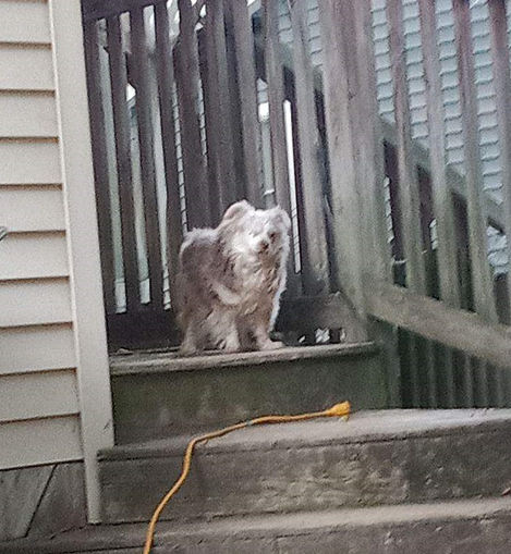 gizmo_sadie_koda_MSAHS