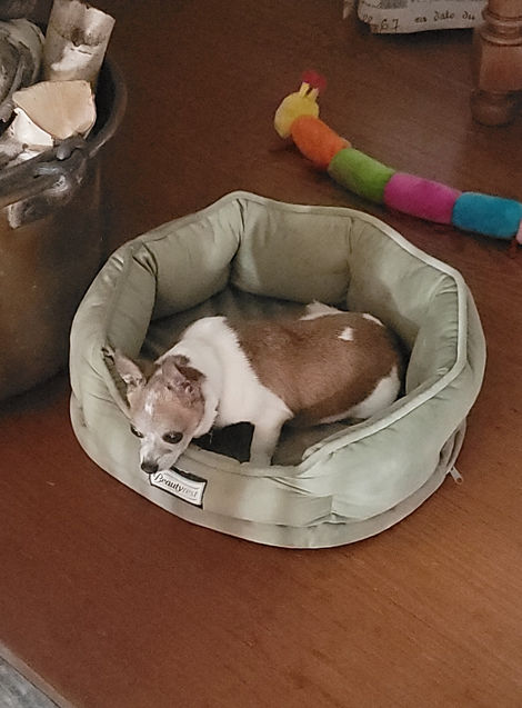 Chester, Bitty & Shakespeare