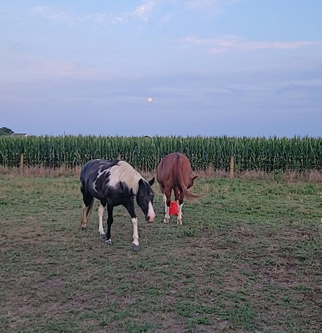 two horses in the feild