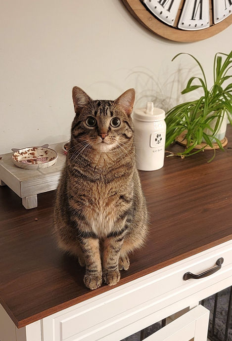 a cat looking at camera