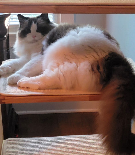 dumbledore_fudgie_smudgie_MSAHS