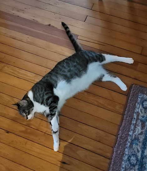 gray and white tabby laying down
