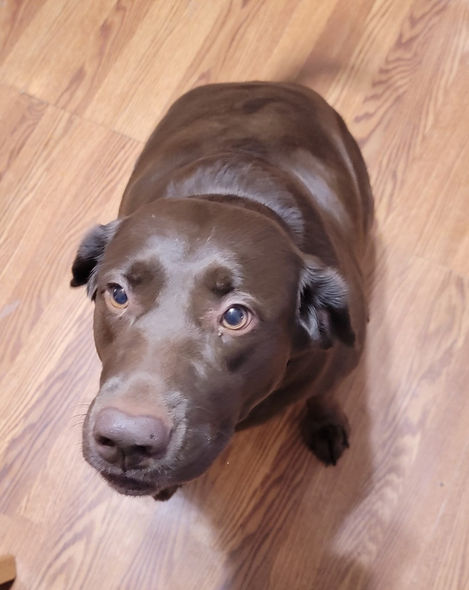 gizmo_sadie_koda_MSAHS