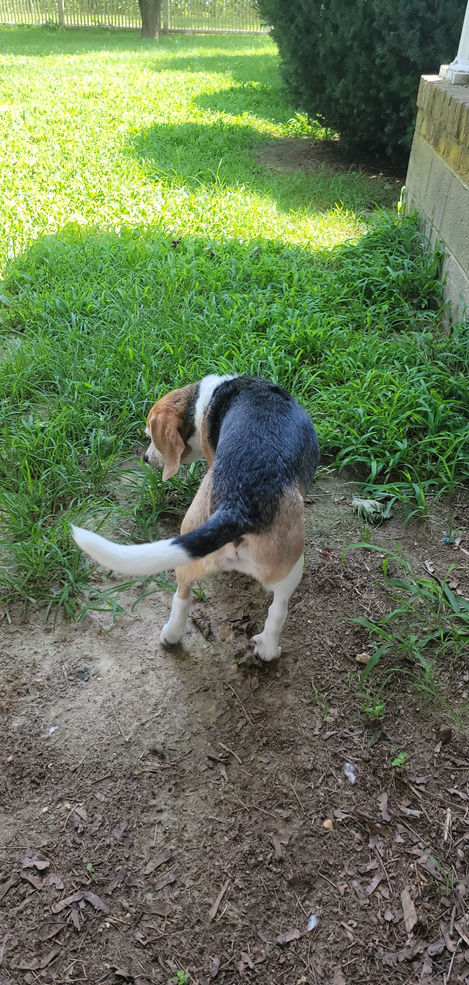beagle outside