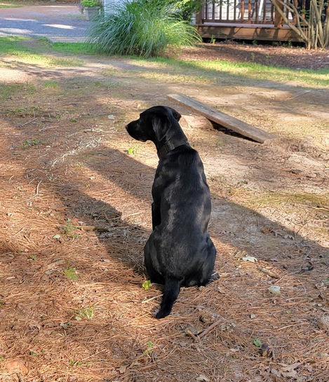 black labrador sitting and watching nature