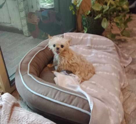 chester_bitty_shakespeare_MSAHS