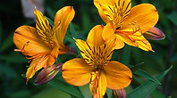 Alstroemeria_aurantiaca.jpg