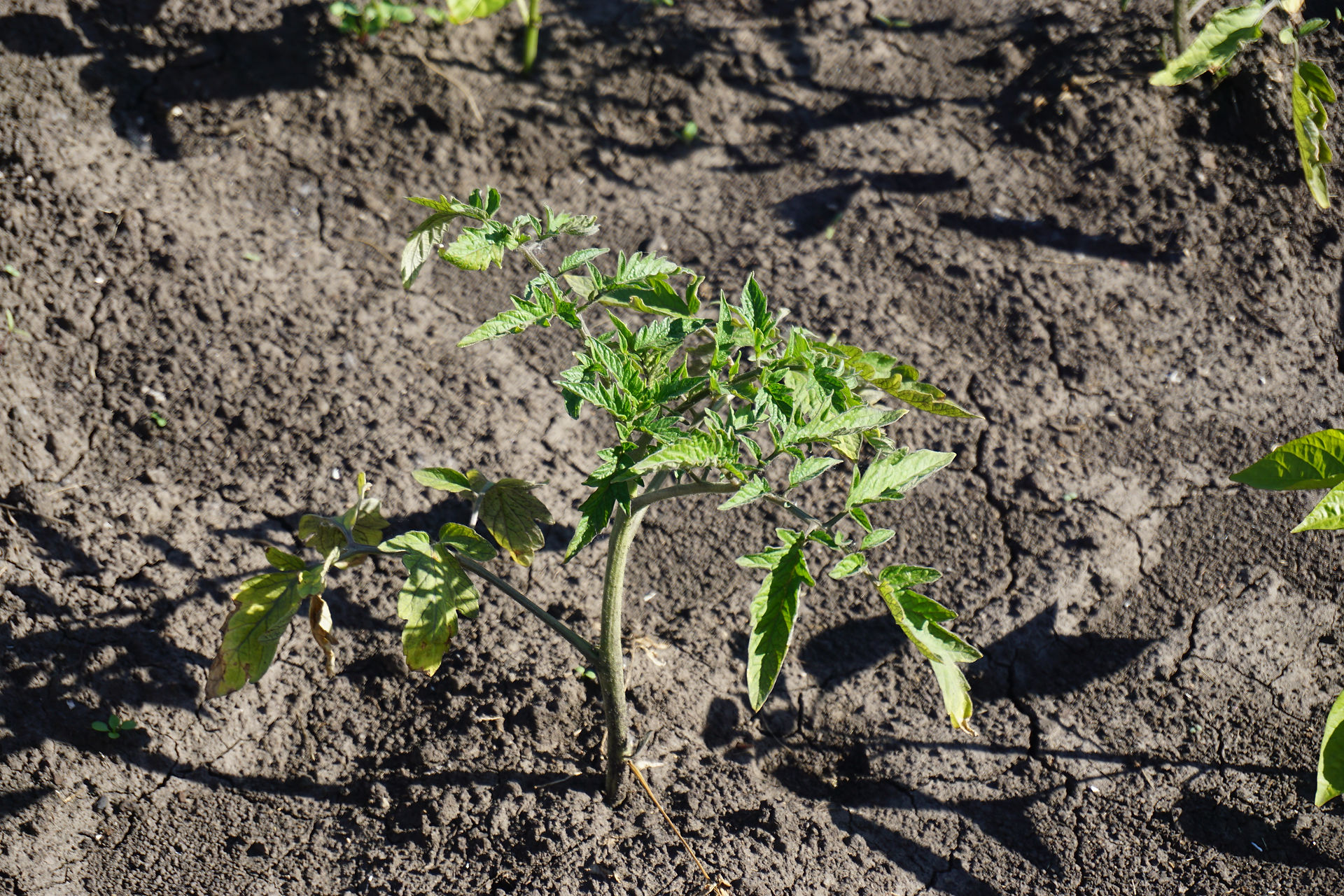 Tomatoes