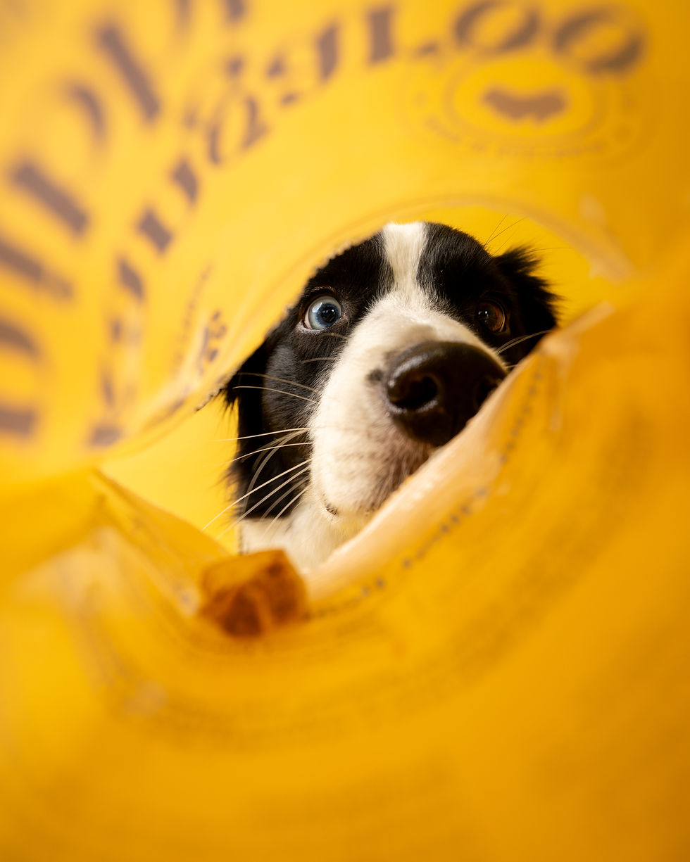a ecom pets-65