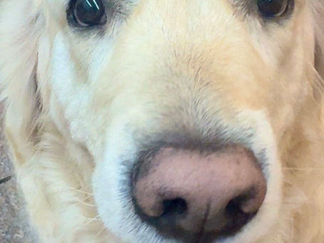 自民公明連立解消