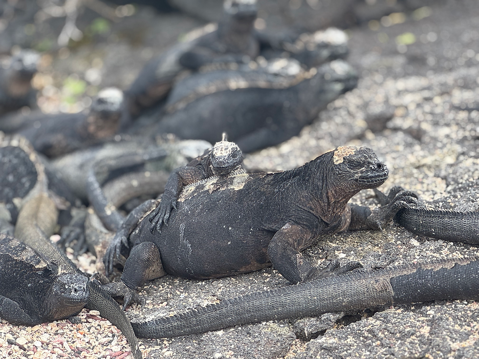 Les iguanes marins des Galapagos