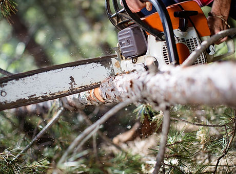 Cutting Woods _edited_edited.jpg