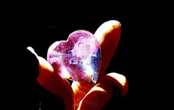 C the bleeding heart